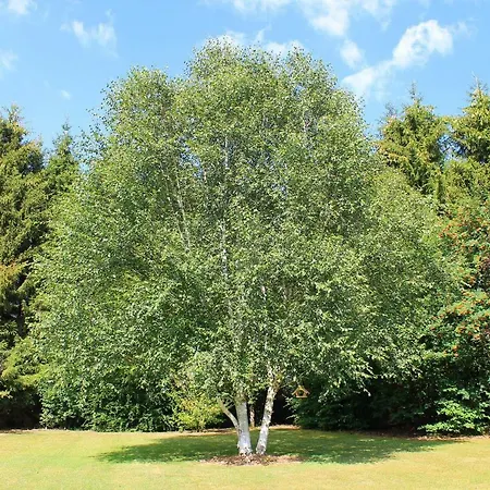 Les Trois Bouleaux Holiday home